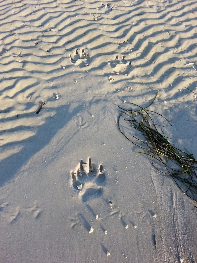 BIG Foot