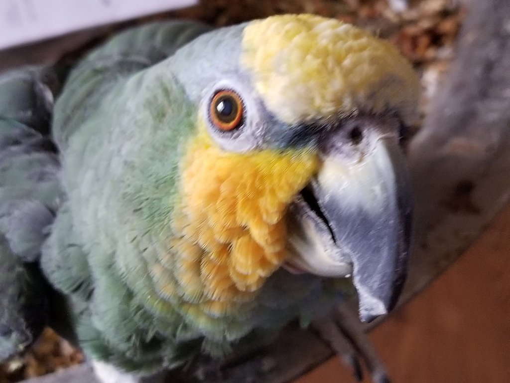 HELLO