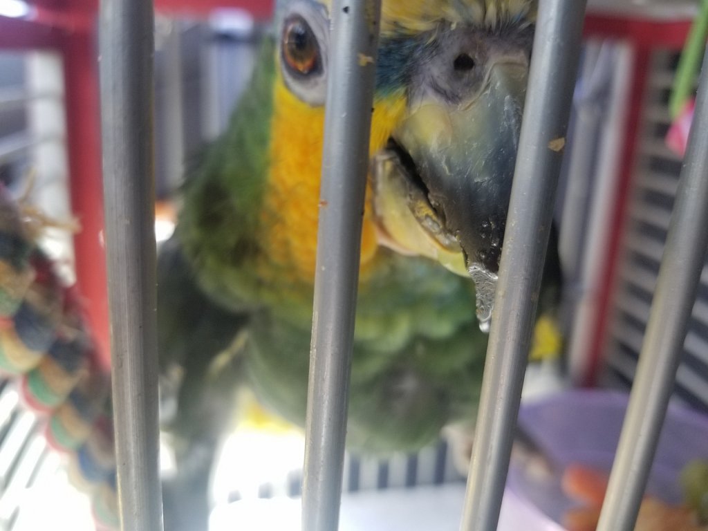 Free Bandido